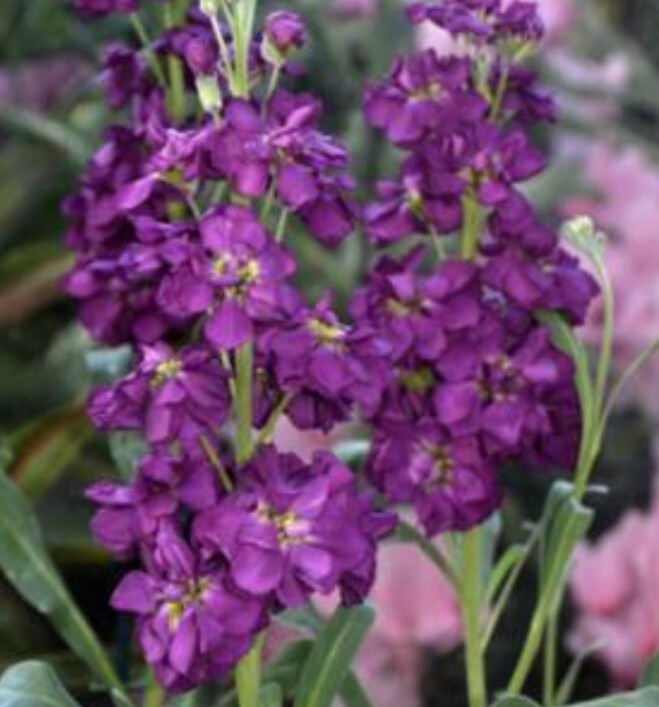 Stock Variety: Cherry Blossom, Lavender Blue, Yellow, Apricot, Purple, Ruby