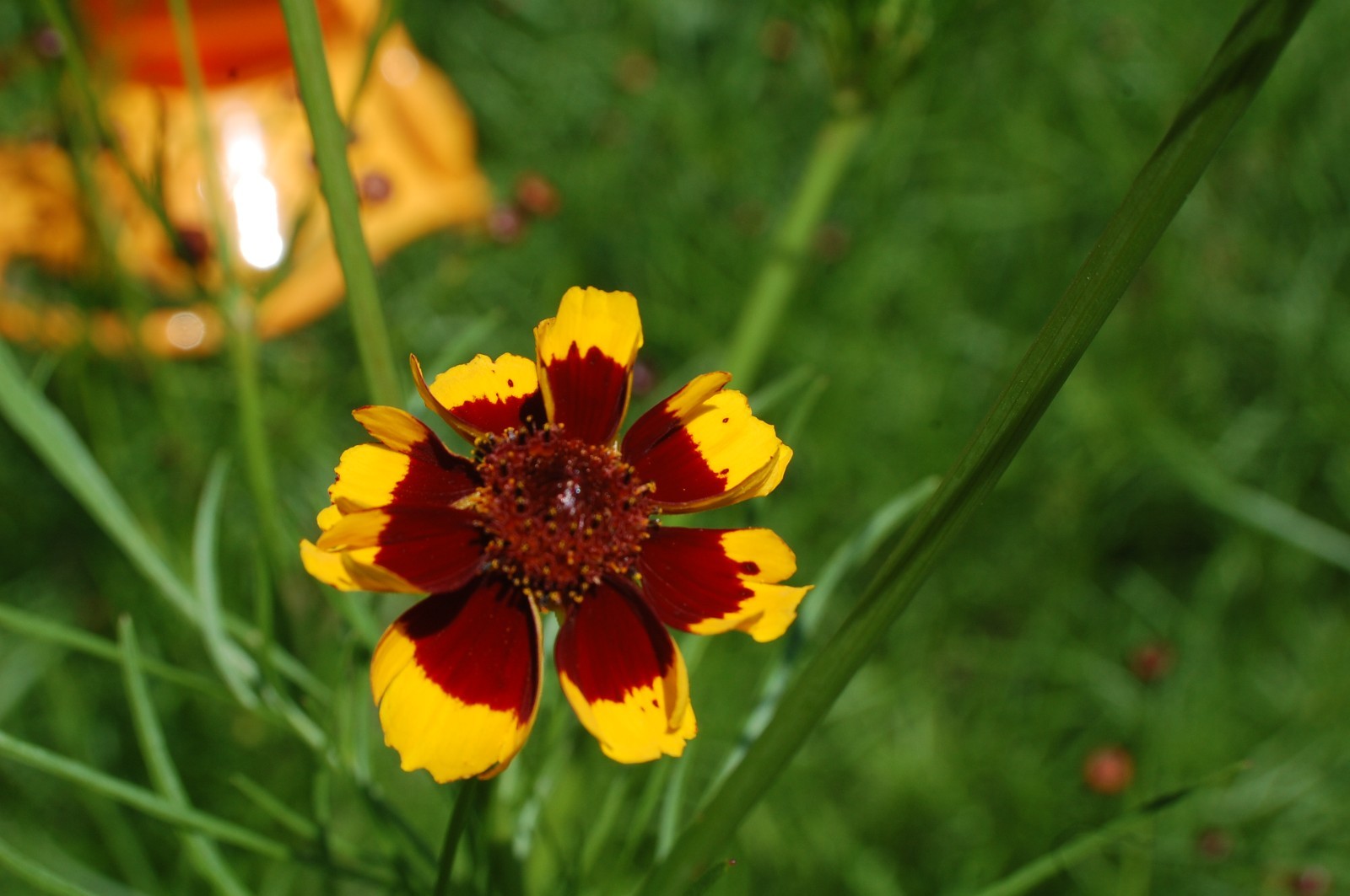 1 gram+ Coreopsis tinctoria Seeds/Tall Plains Coreopsis/Central US Native Plant
