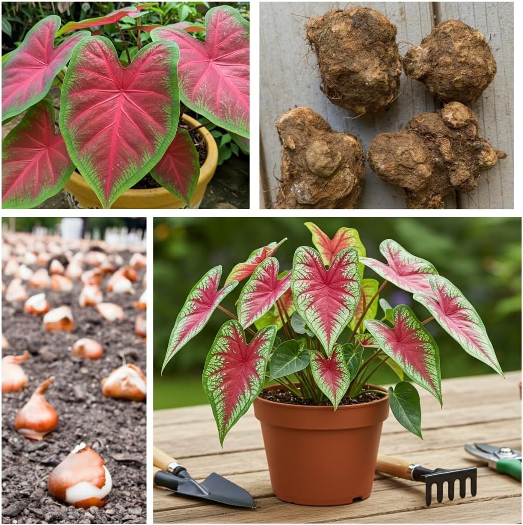 Caladium Bulbs Tropical Color Heart-Shaped Elephant Ears Garden Planting