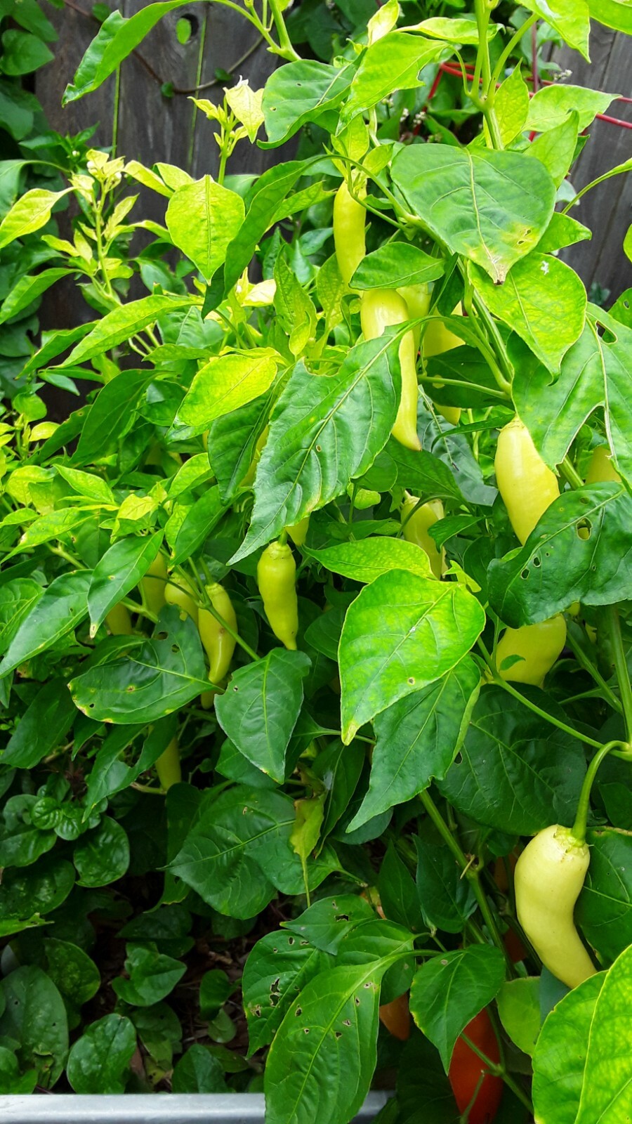 75+ Fushimi Pepper Seeds Authentic Asian Togarashi Prolific Heirloom NON-GMO
