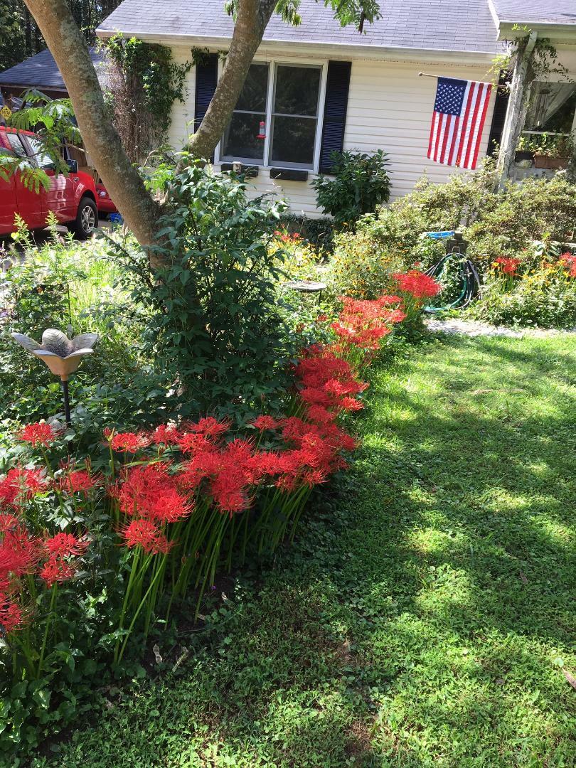 Red Spider Perennial Lily Flower 35 + Seeds USA Seller