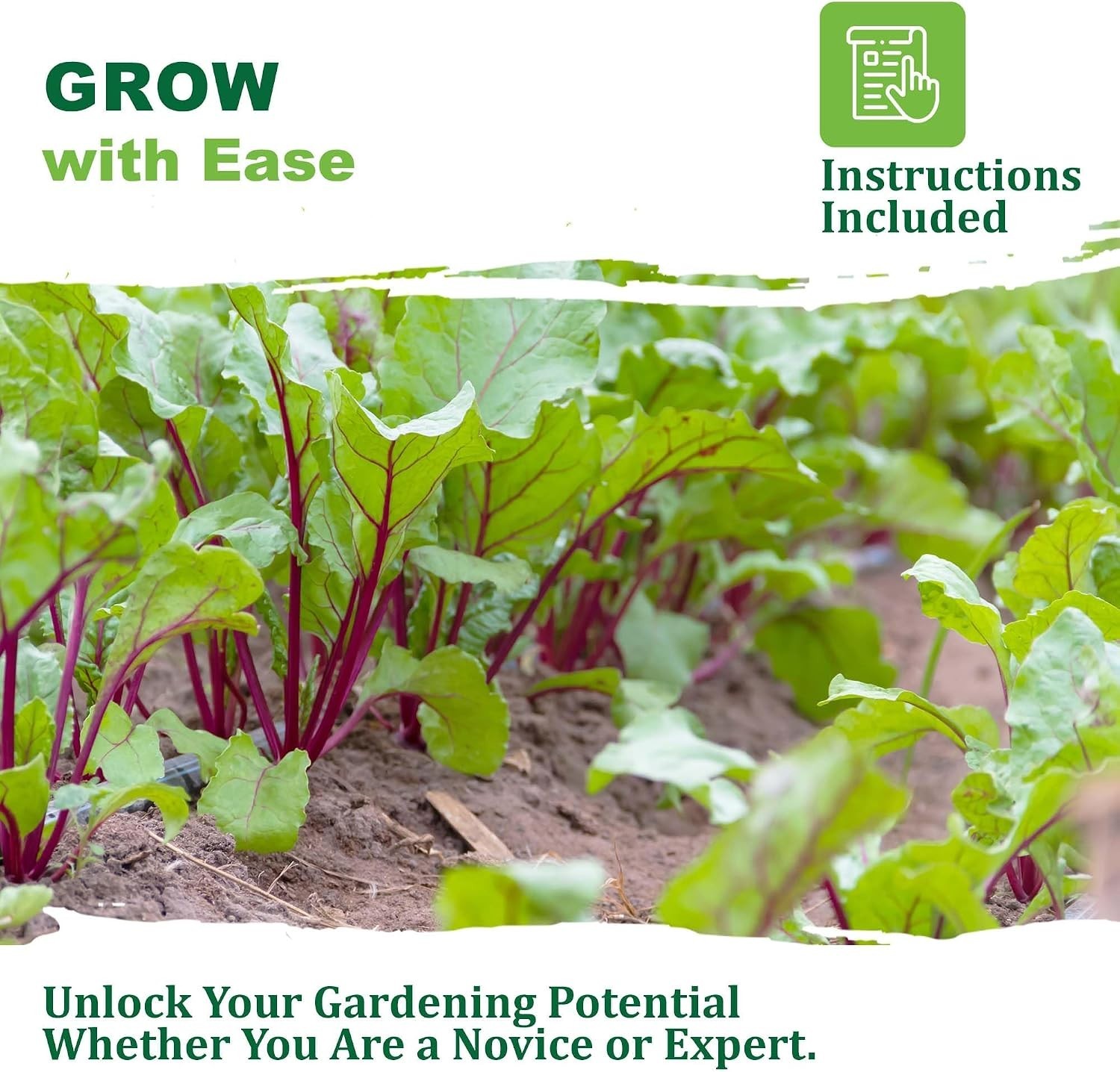 High Germination Detroit Dark Red Beet Seeds – 125 Count, Ideal for Any Garden
