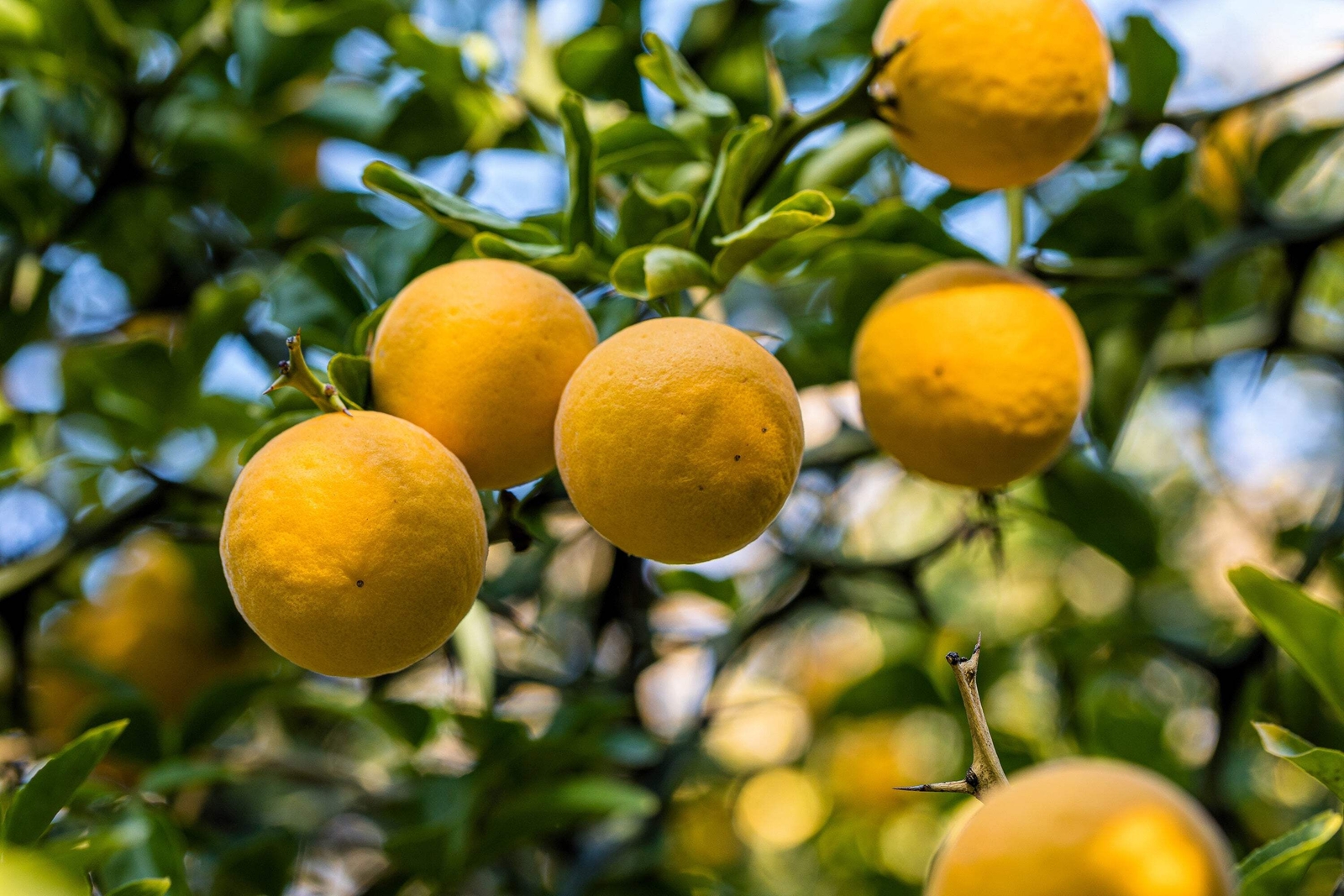 5 HARDY ORANGE TREE Trifoliate Citrus Trifoliata Poncirus Fruit Flower Seeds