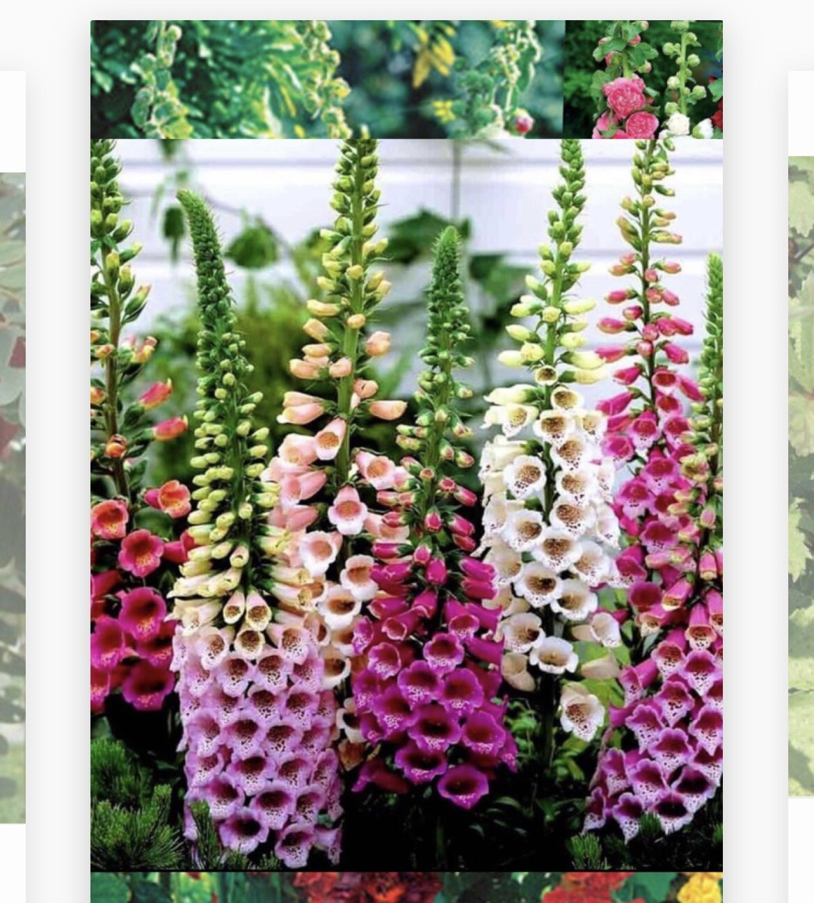 500+ SEEDS- Foxglove Flower Seeds-BUY 2 Get 1 FREE (Add 2 in cart)