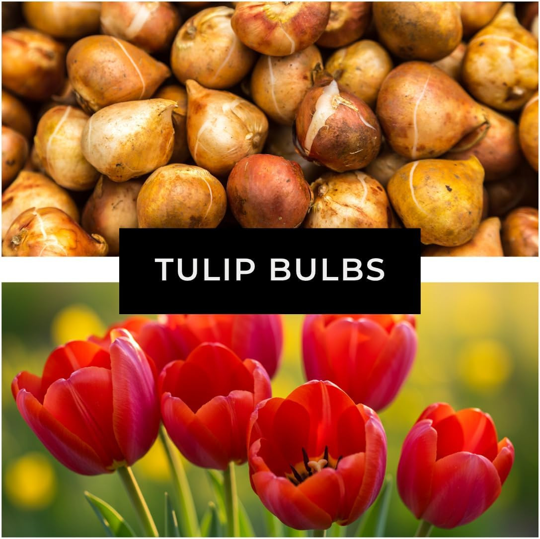 Best Red Tulip Bulbs for Planting – Easy to Grow – Fall Planting Flowers – Br…