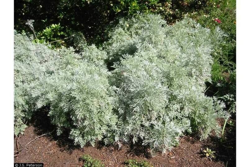 Absinthe Plant Seeds for Planting(100 Seed) – Common Wormwood, Artemisia Absinth