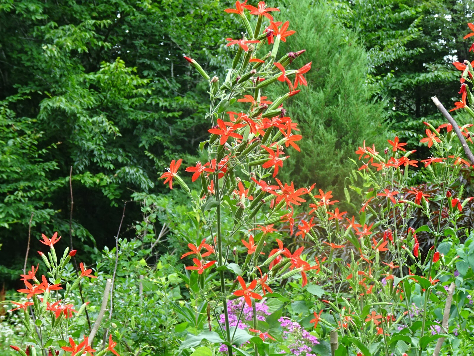 Royal catchfly Silene regia Native Perennial 20 seeds from 2024 for Hummingbirds