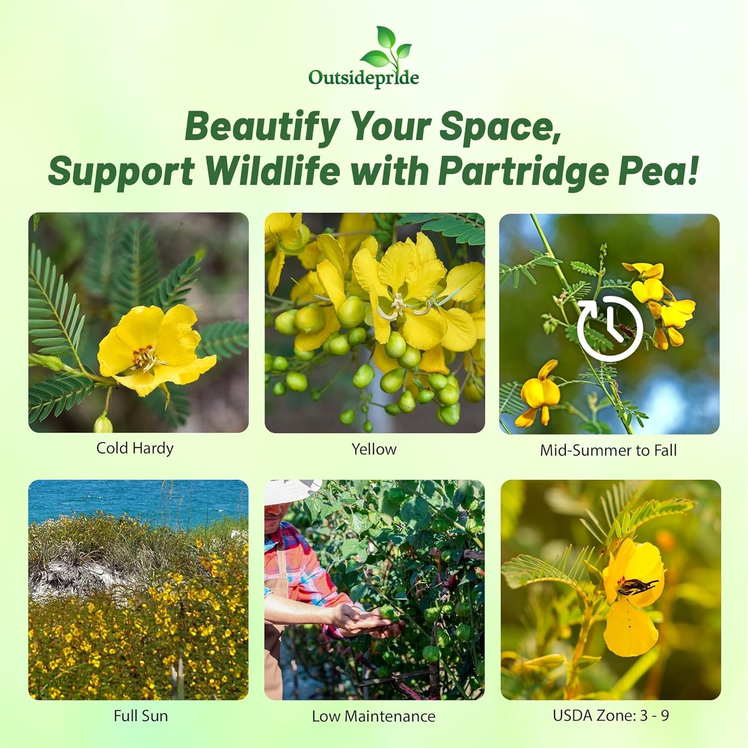 1000 Seeds Partridge Pea Seeds Drought Tolerant Wild Flower & Forage Seed