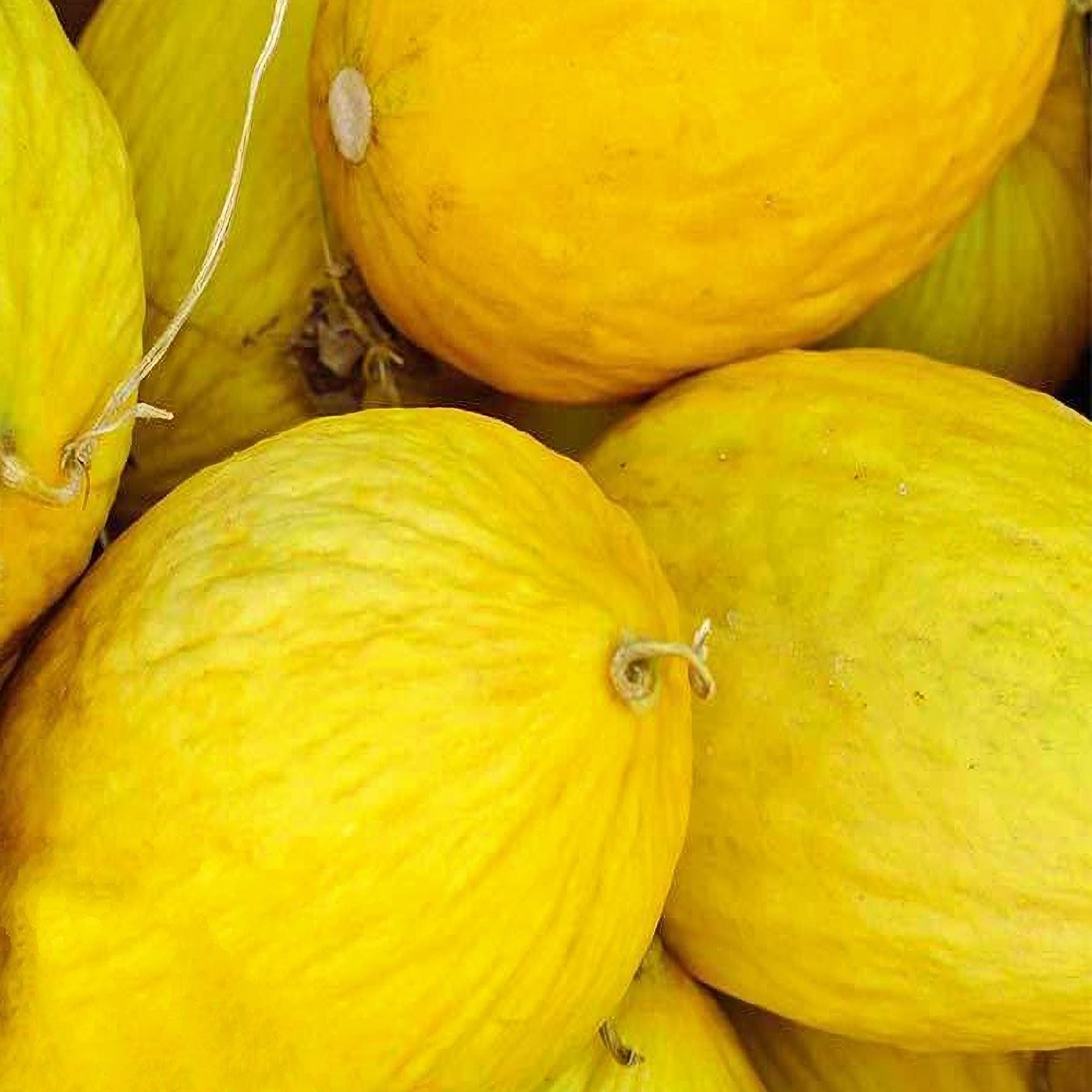 Crenshaw Melon Seeds Box Garden Seeds LLC Heirloom Fast Growing USA