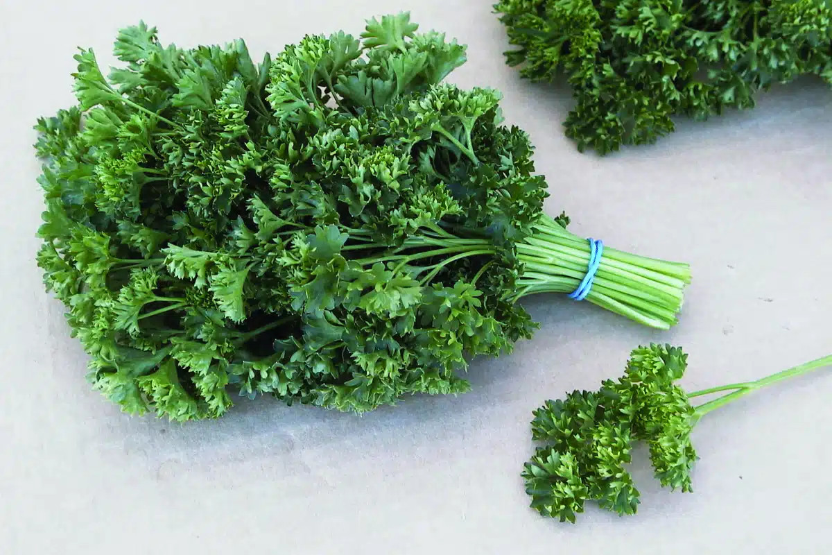 100+ Organic Curled Parsley Seeds NON-GMO Heirloom Free Shipping