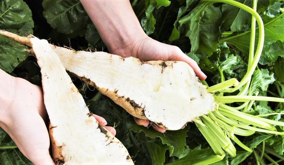Sugar Beet Seeds | White Albino Sucrose Mangel Turnip Beets Vegetable Seed 2024