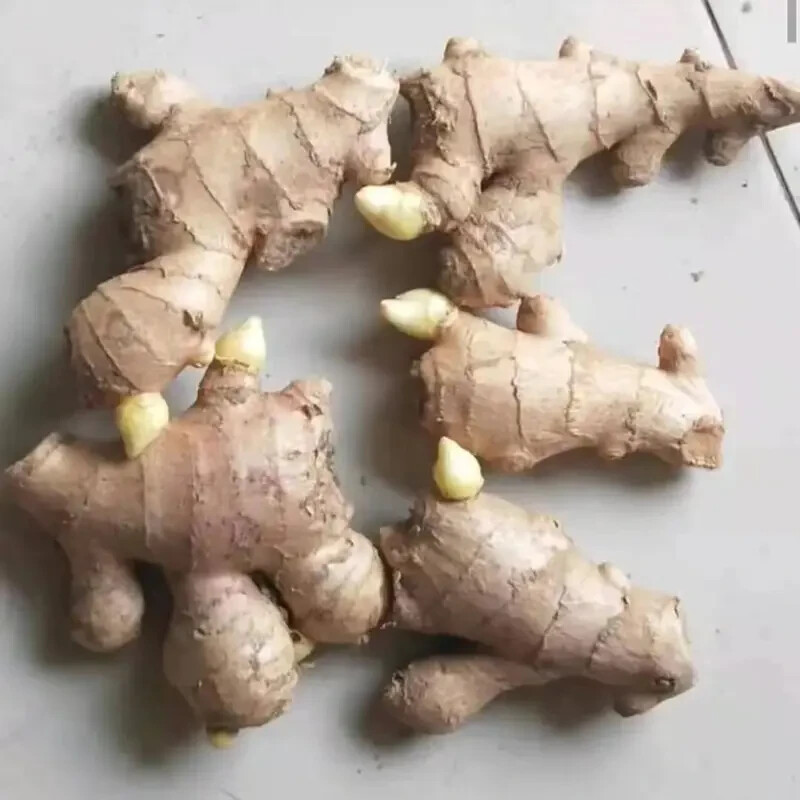 10 pcs Ginger Seeds 生姜种子