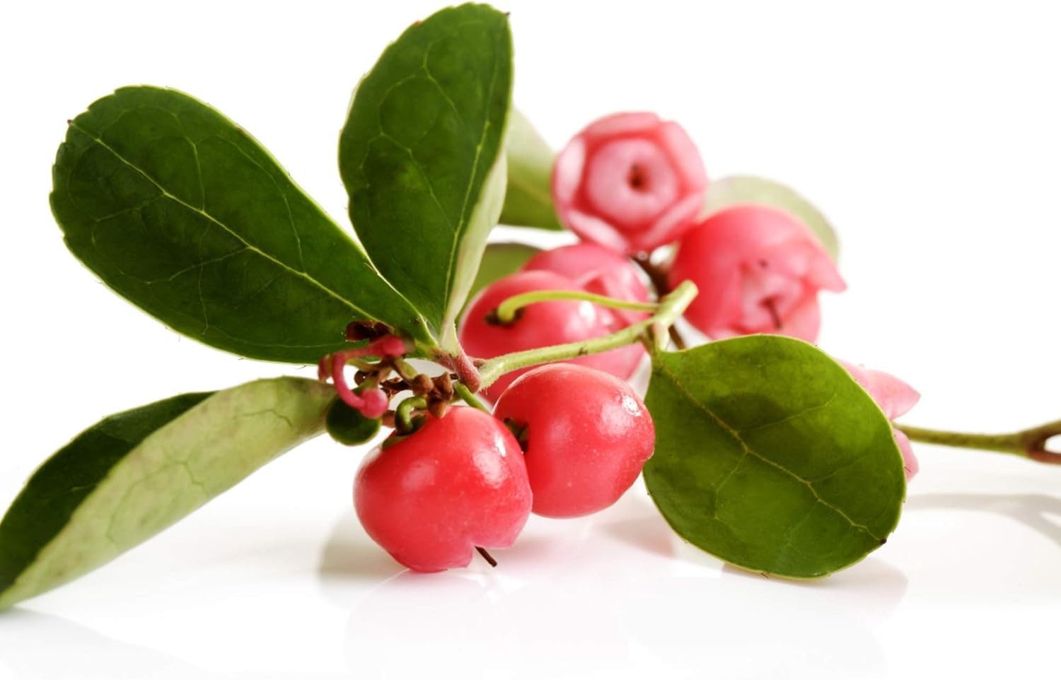 Wintergreen Seeds – 500 Pcs. Perennial, Cold-Tolerant & Low Maintenance, Grou…
