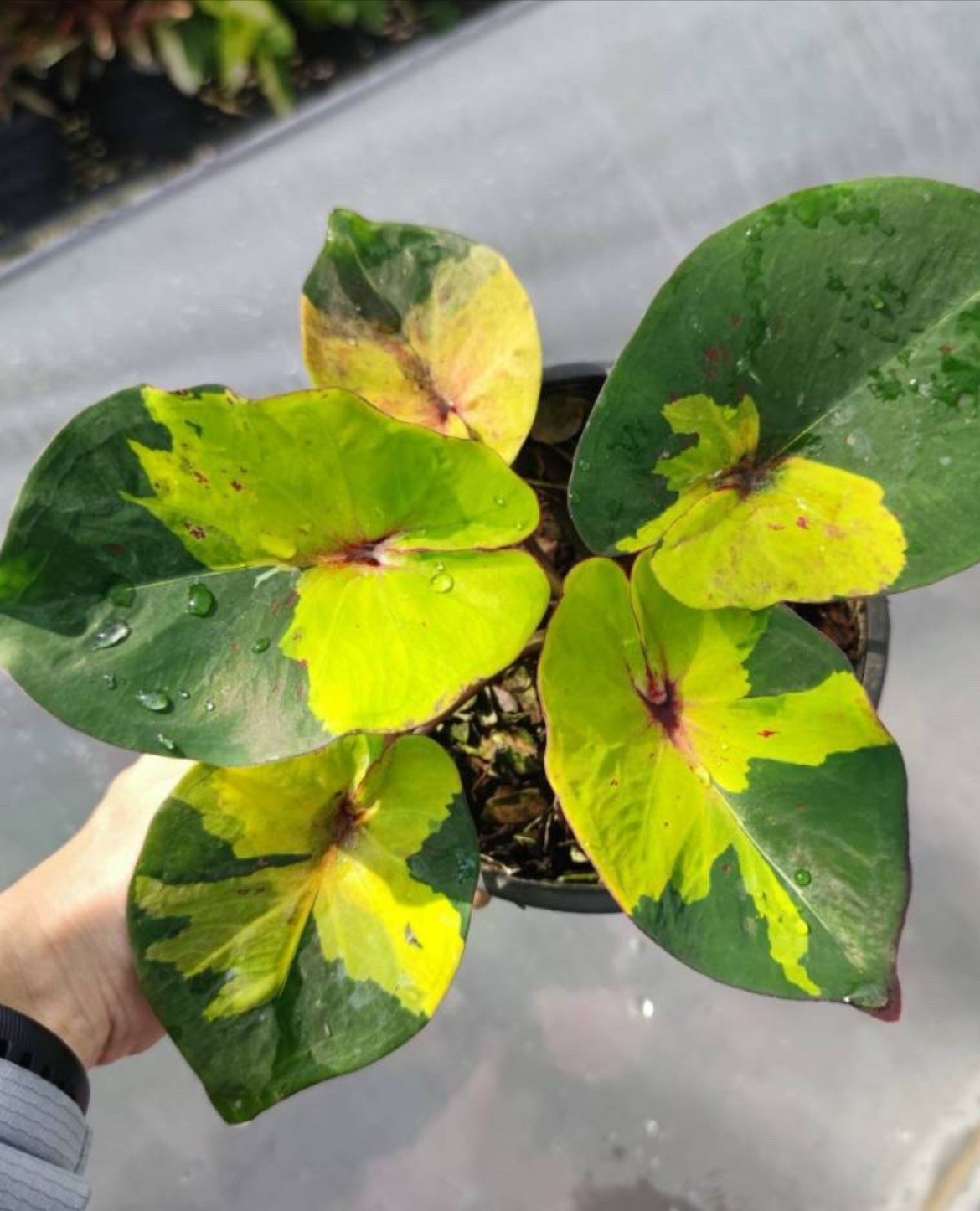 RARE Caladium Luang 1 bulb