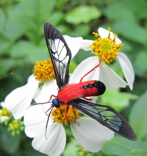 Bidens pilosa alba Spanish Needles Edible Medicinal Butterfly Garden 250 seeds