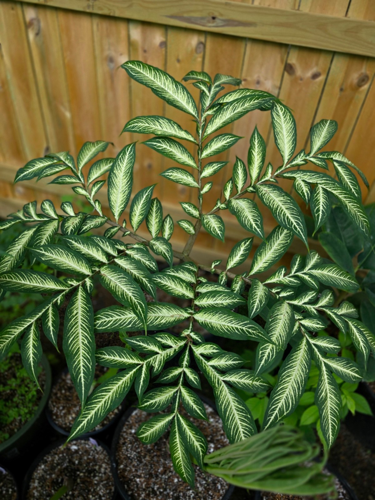 Amorphophallus White Veins WOW Tropical Hybrid AGA Rare Plant Aroid Bulb Flower