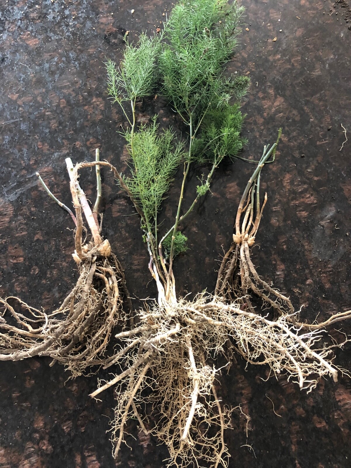10 ea. Mary Washington Asparagus Live Plants, 2yr Crowns – Organic