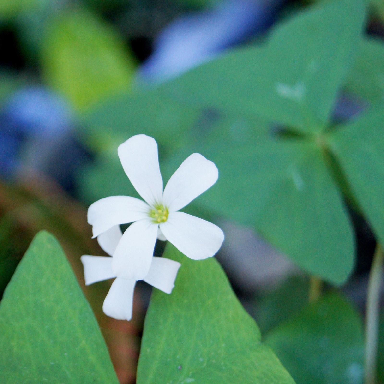 Oxalis Regnellii Lucky Shamrock 20 Flower Bulbs – White Blooms & Green Foliage