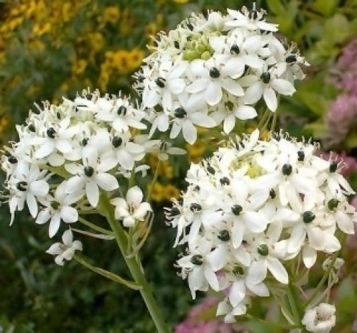 Ornithogalum saundersiae Star Bethlehem 8 seeds