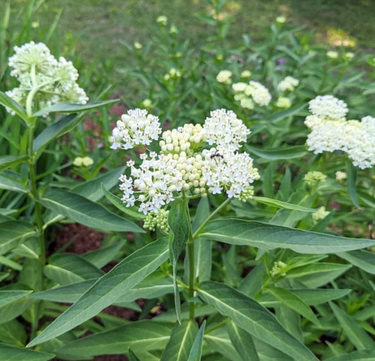 Set 2 White Milkweed Starter Plants – 4-8″ Tall – Monarch Butterfly Attracting