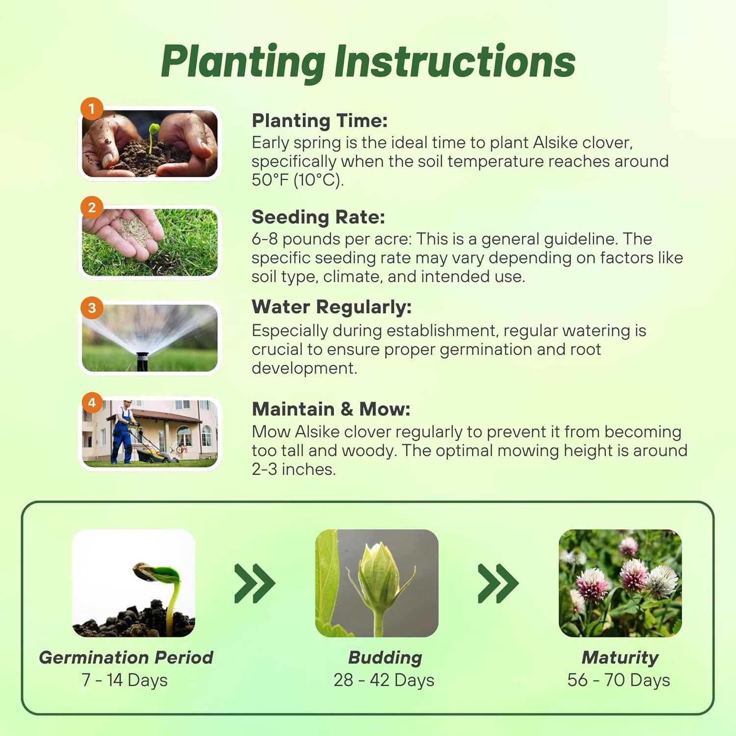 10 LBS – Inoculated Alsike Clover Seed From Outsidepride – Trifolium Hybridum