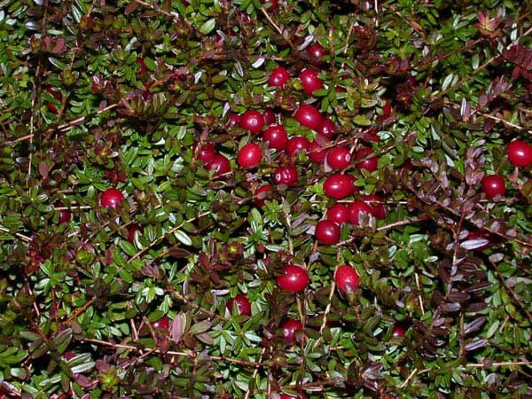 American Cranberry, Vaccinium macrocarpon, Seeds (Edible, Fall Color, Hardy)