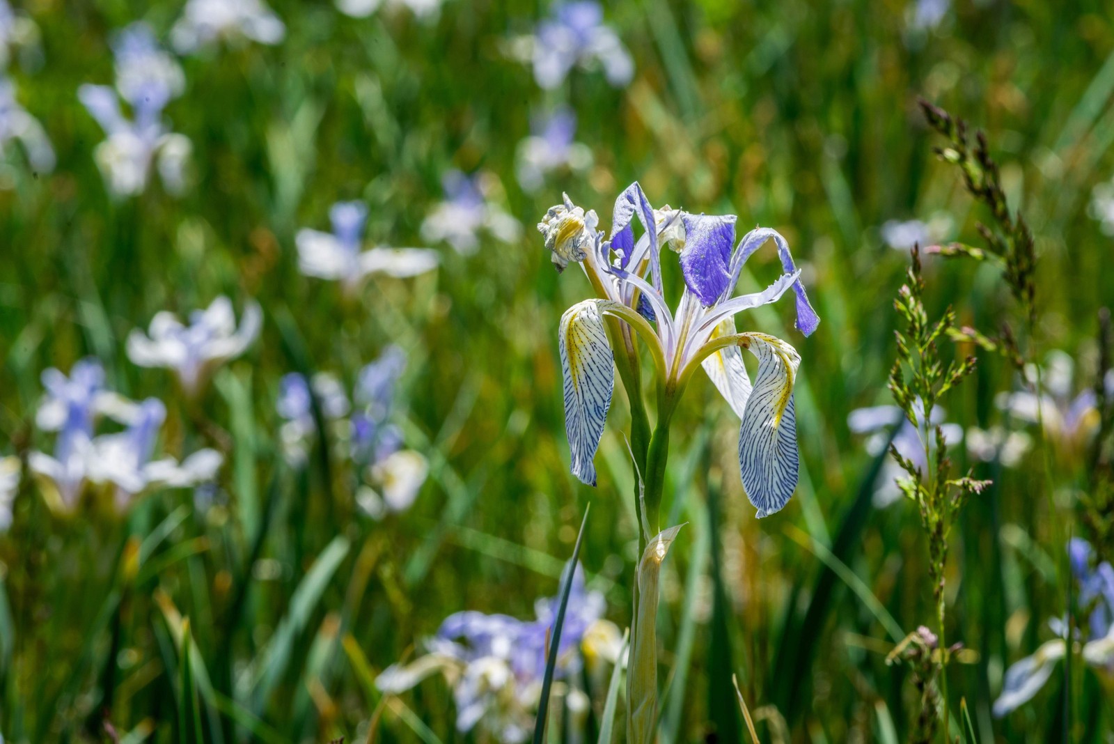 50 MISSOURI IRIS Missouriensis Rocky Mountain Blue Purple Yellow Flower Seeds