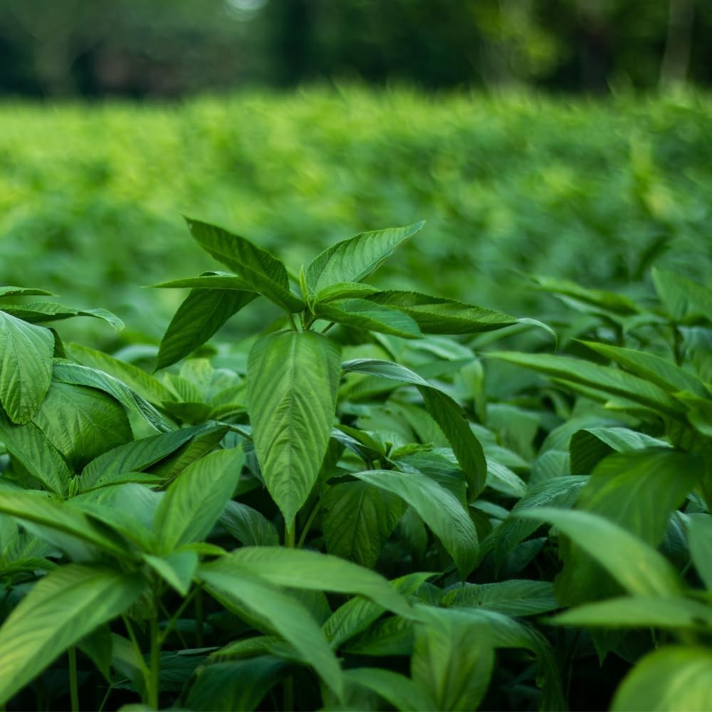 3000+ Premium Egyptian Spinach Seeds (Molokhia) – Fast-Growing, Low Green