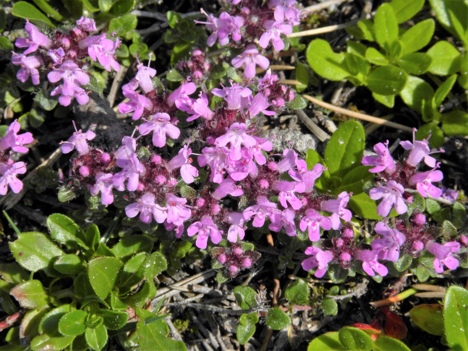 100 MOTHER OF THYME Lemon Broadleaved Thymus Pulegioides Herb Pink Flower Seeds
