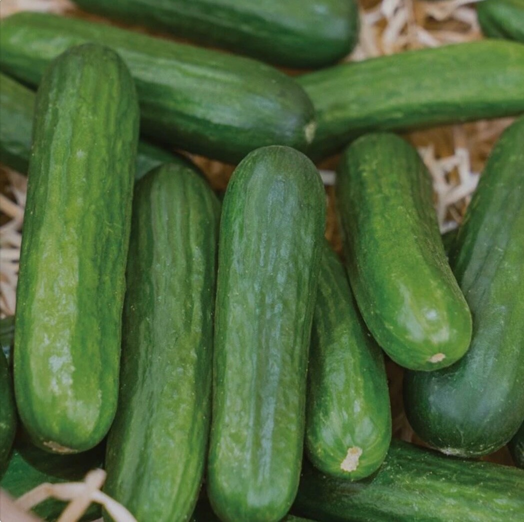 20+ Muncher Burpless Cucumber – Fresh Organic Seeds – Slicer or Pickle, USA 2026