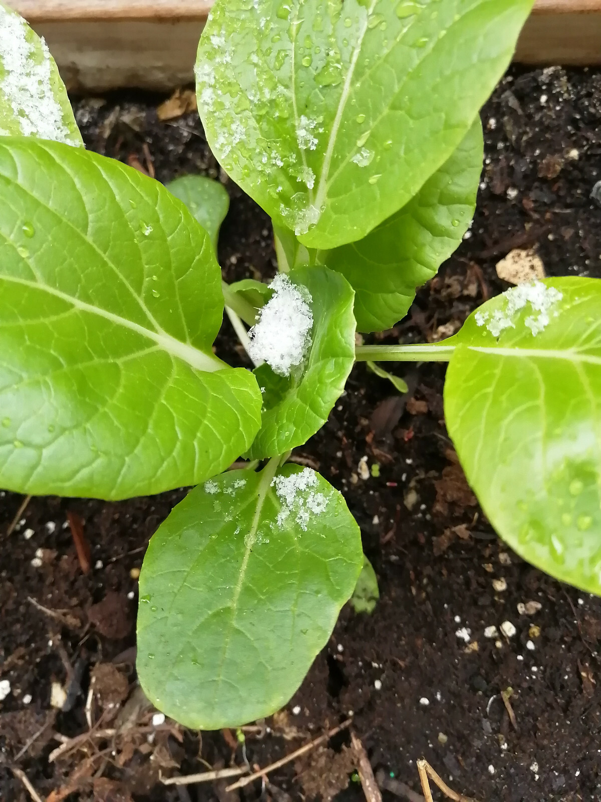 White Stem Pak Choi 500 Vegetable Seeds Brassica rapa Pac Choi, Bok Choy, Baicai