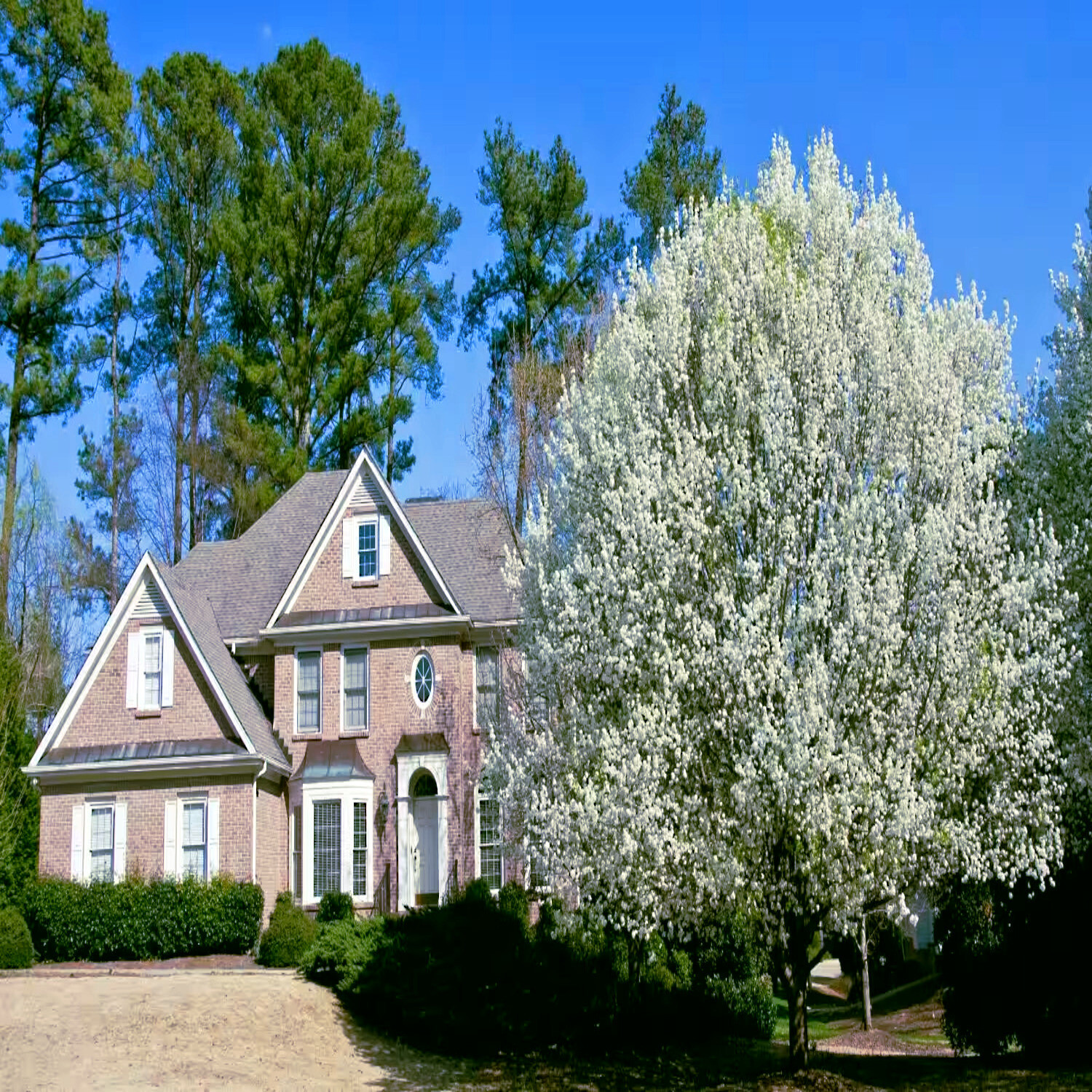 Bradford Pear Tree Seeds (Pyrus calleryana) “Callery” Fast Cold Hardy to Zone 4