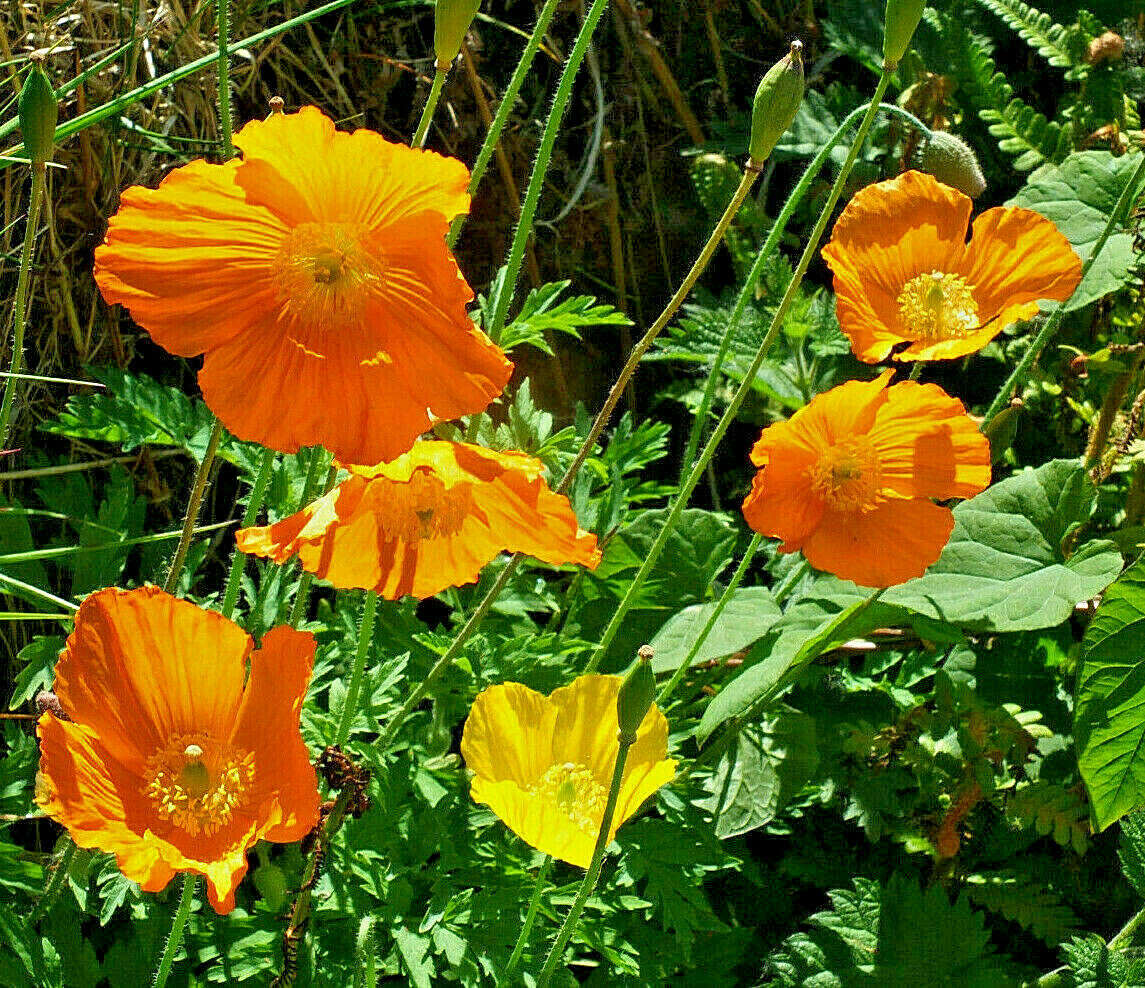Welsh poppy 150+ seeds, orange and yellow mixed, hardy, meconopsis cambrica