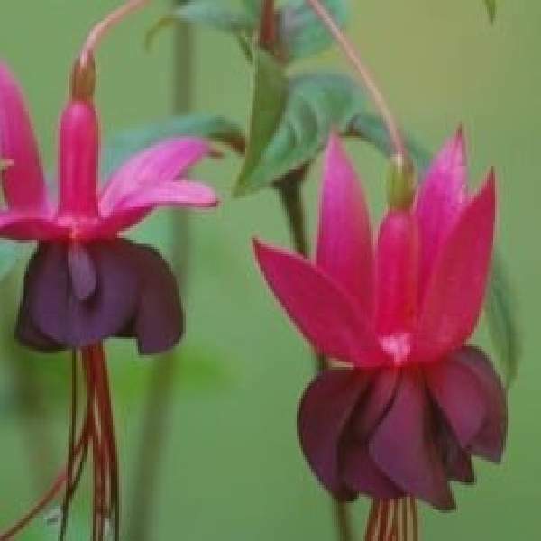 Fuchsia Live Plant, Well-Rooted Plug, Healthy Starter Plants For SALE