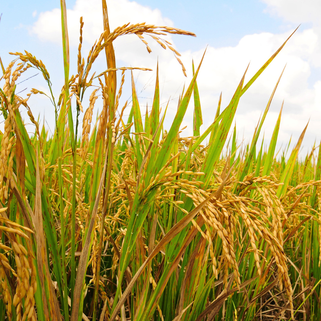 Fresh Yukihikari Rice Plant Seeds | Brown Rice | Heirloom Non-GMO | Grain Seeds