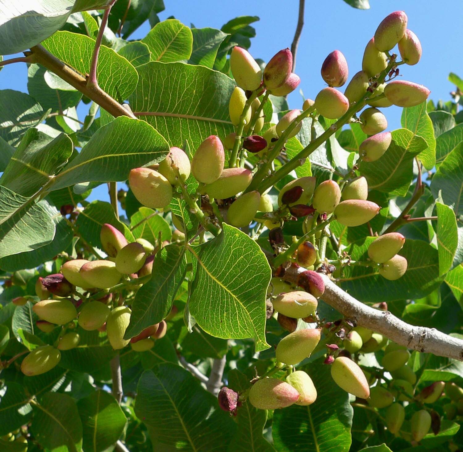 Pistachio Tree Seeds | Pistacia Vera Green Nut Perennial Seed 2025 Fast Shipping