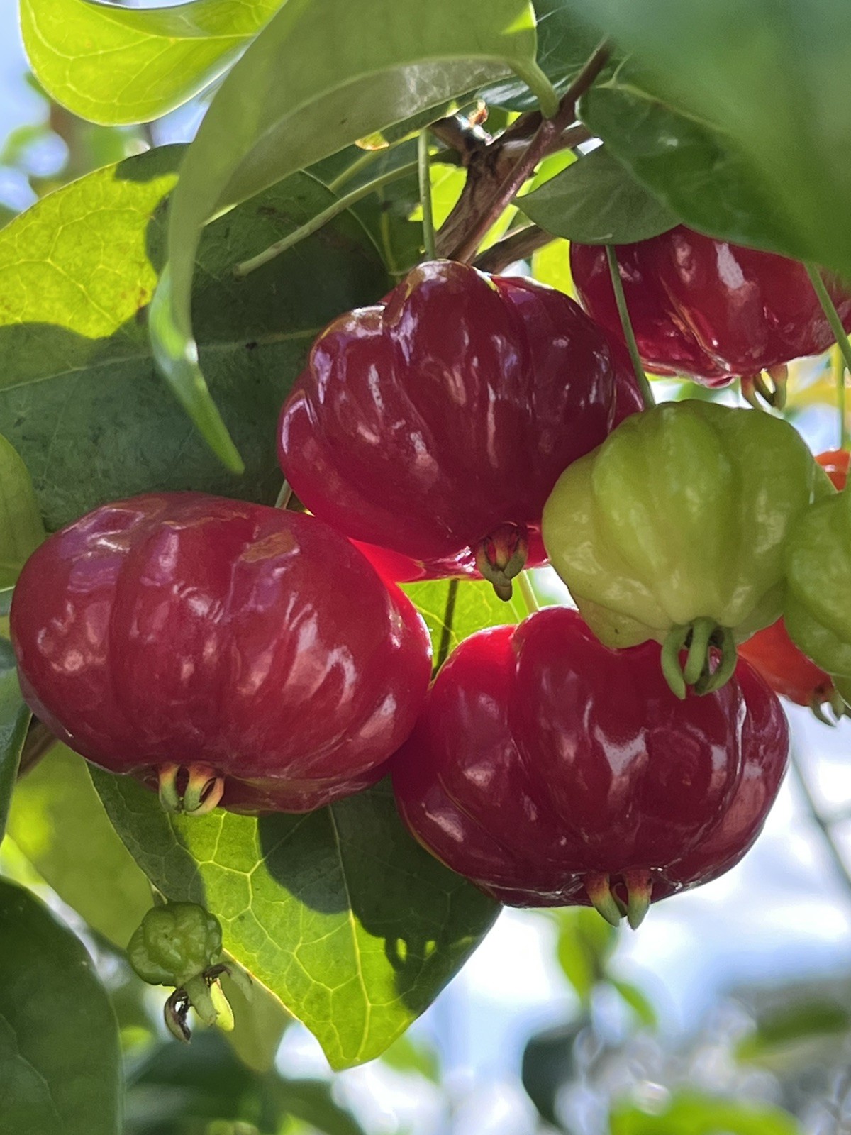 20 FRESH BLACK SURINAM CHERRY SEEDS – UNIFLORA – BEST SELLER!