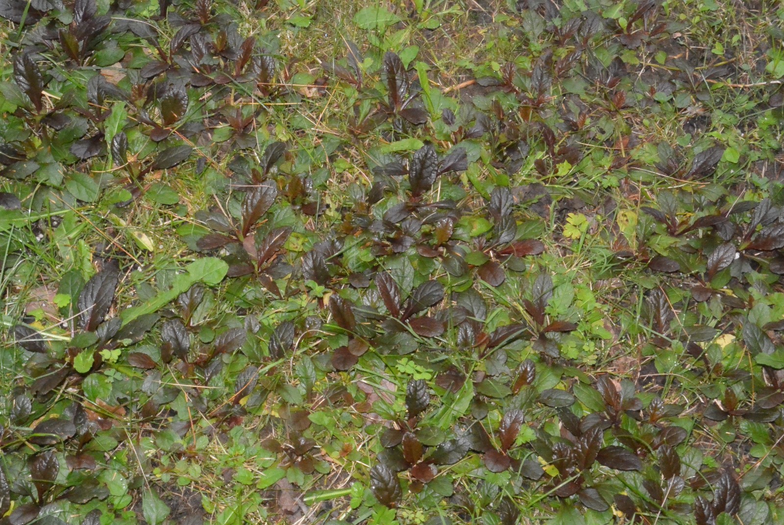 10 Ajuga reptans ‘Bugleweed’ ground cover~ Rooted Cuttings / STARTER plants