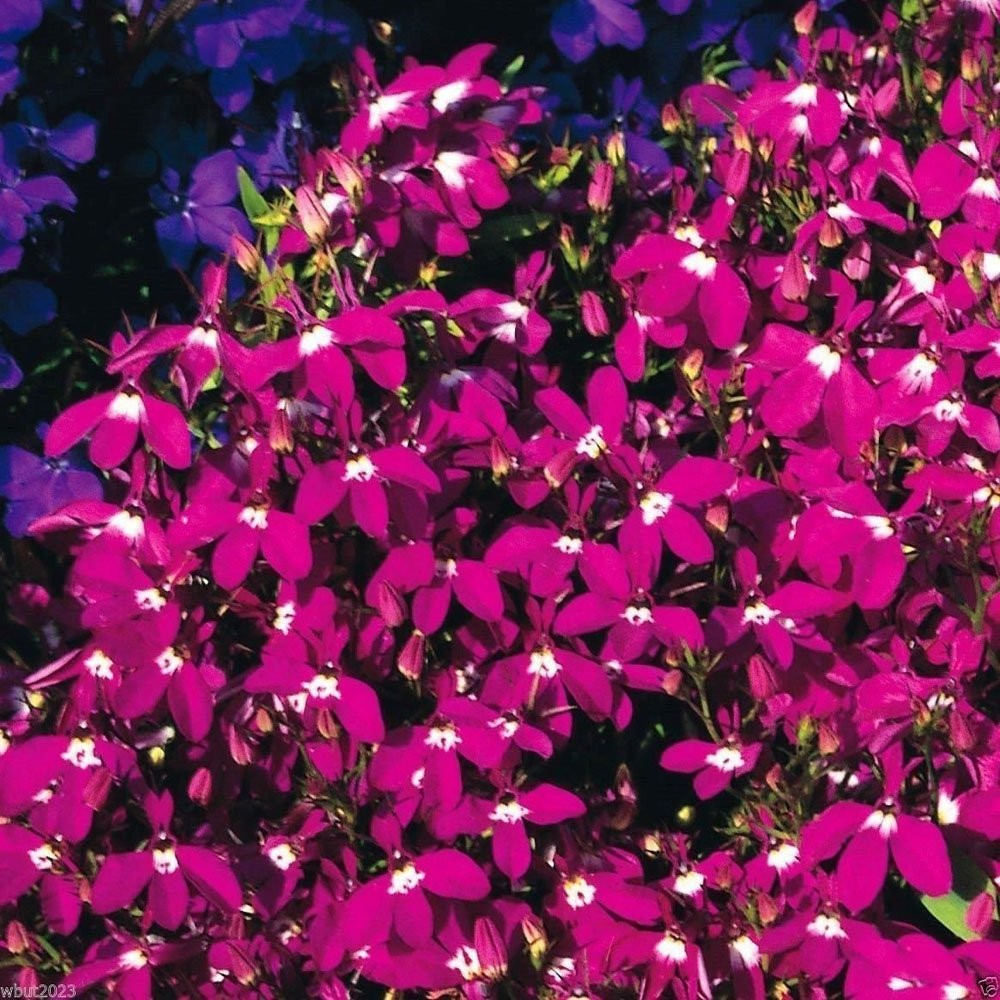 5000 Seeds Lobelia Seed – Lobelia Erinus Rosamund Ground Cover Seeds AAS Winner