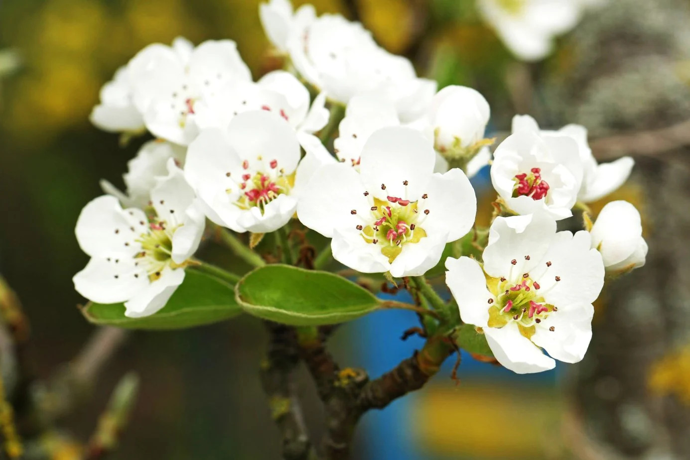 Bartlett Pear Tree Seeds | European Williams Green Pears Seed 2024 Fast Shipping