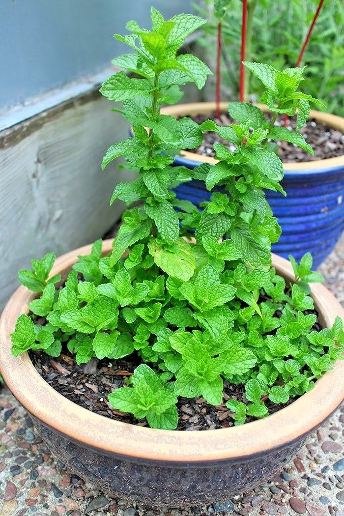 301+SPEARMINT Seeds Organic Herb Mint Tea Patio Container Vegetable Garden Easy