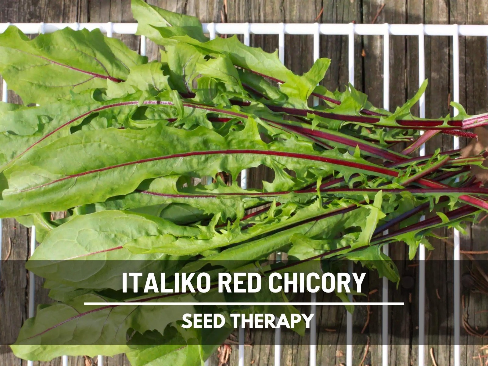 Red Italiko Chicory Seeds, Heirloom Culinary and Medicinal Herb, USA Grown