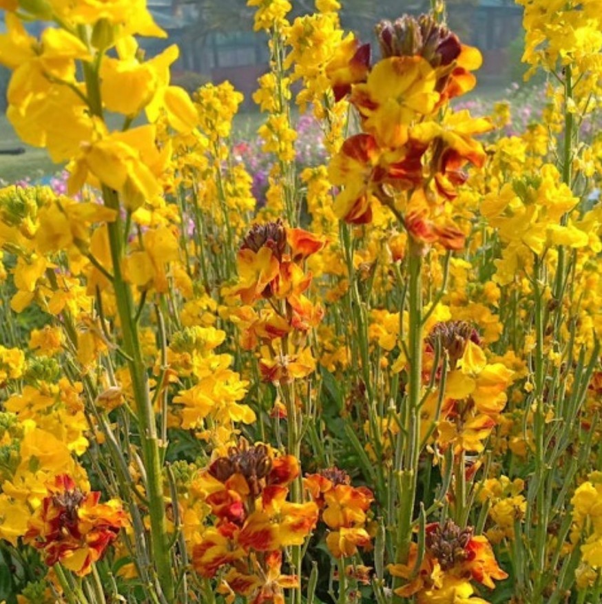 300+ English Wallflower Seeds **Fresh Seeds** ~~Free Shipping~~