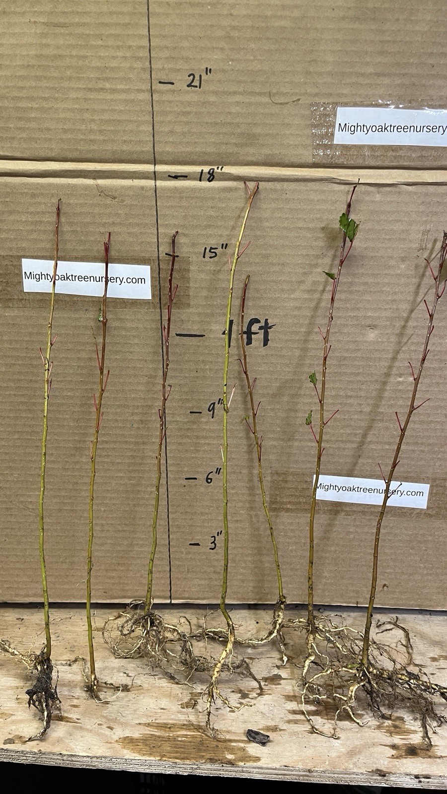 Cottonwood Tree, 1 year old healthy plant, Populus Fremontii 8-12 inches tall