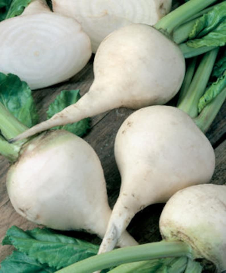 250+ White Albino Beet Seeds – Heirloom – Organic – NON GMO —— FRESH