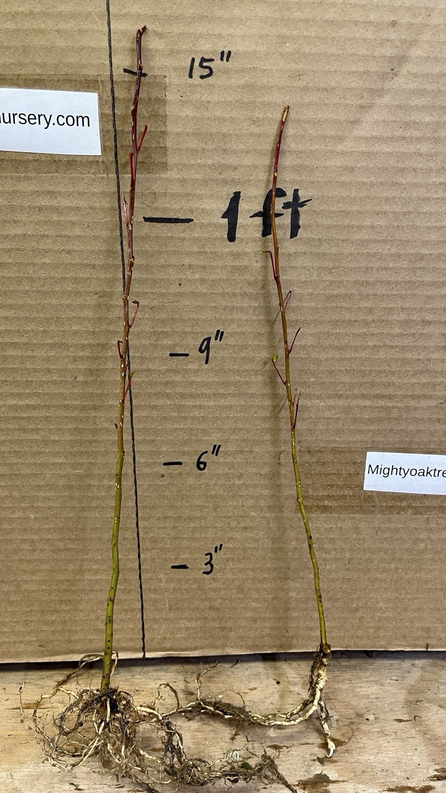 Cottonwood Tree, 1 year old healthy plant, Populus Fremontii 8-12 inches tall