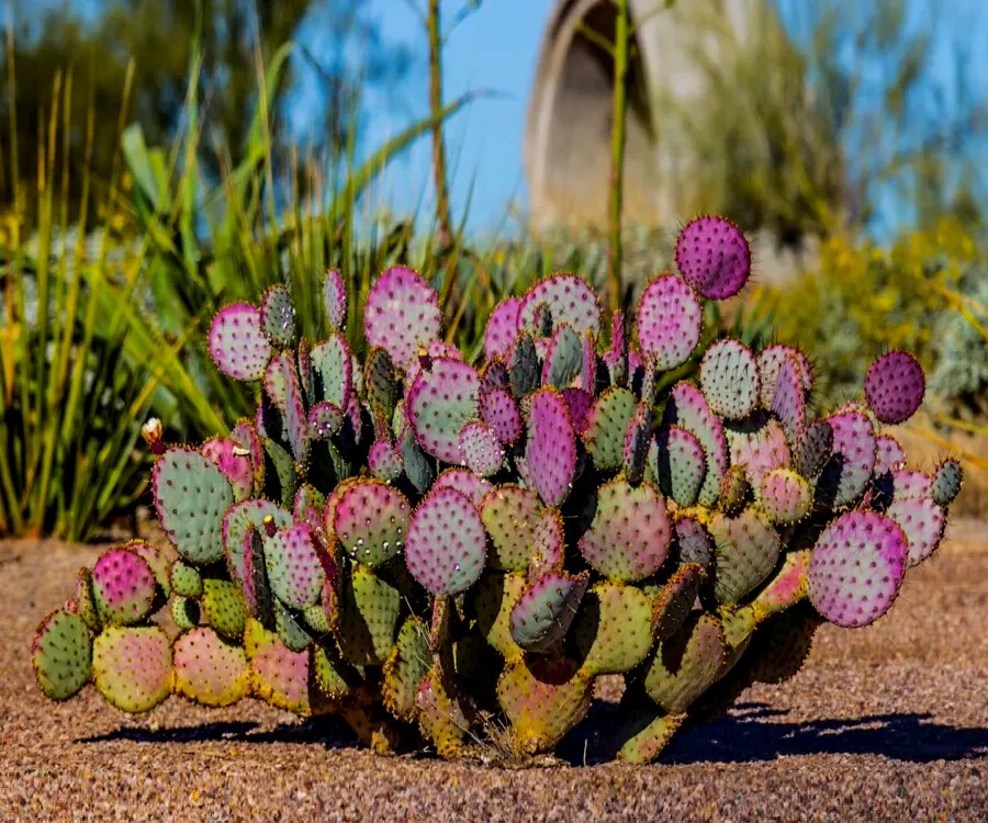 10 Purple Cactus (Opuntia santarita) Prickly Pear Fruit Rare, Fast, Hardy-Zone 7