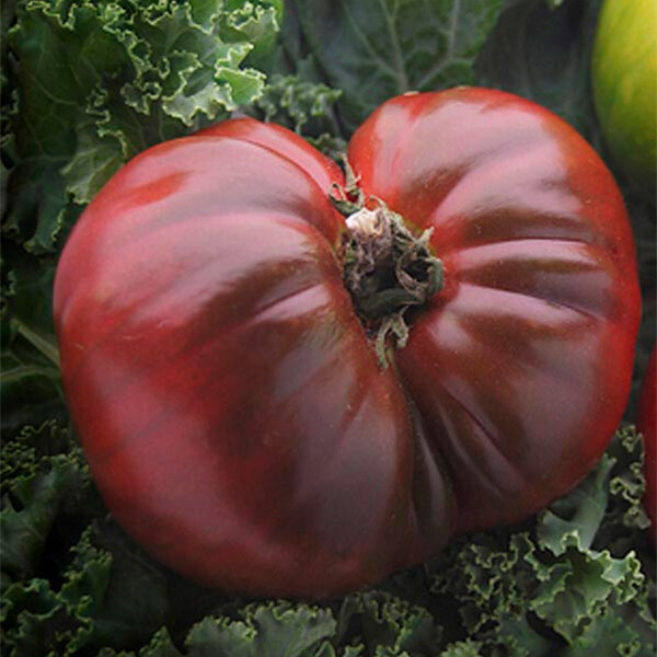 Black Krim Tomato Seeds | Heirloom / Non-GMO | Free Shipping | Seed Store | 1034