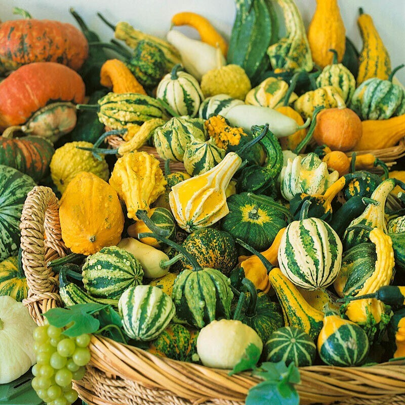 60+ Small Ornamental Gourd Mix Seeds – Heirloom – NON GMO – FRESH