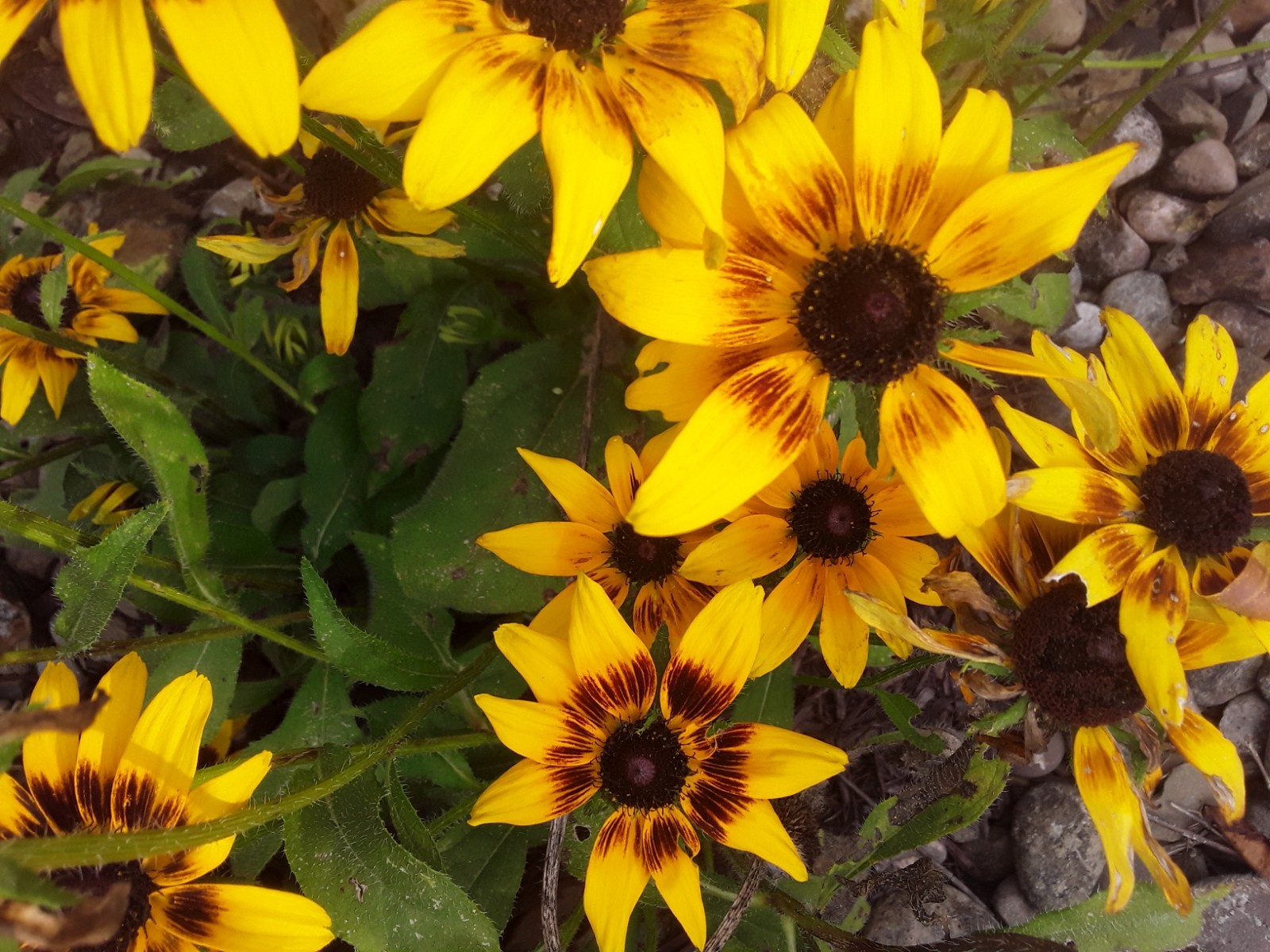 Rudbeckia Seeds Denver Daisy 250 Seeds Rudbeckia Hirta Black Eyed Susan
